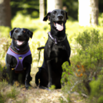 buet saks til hund